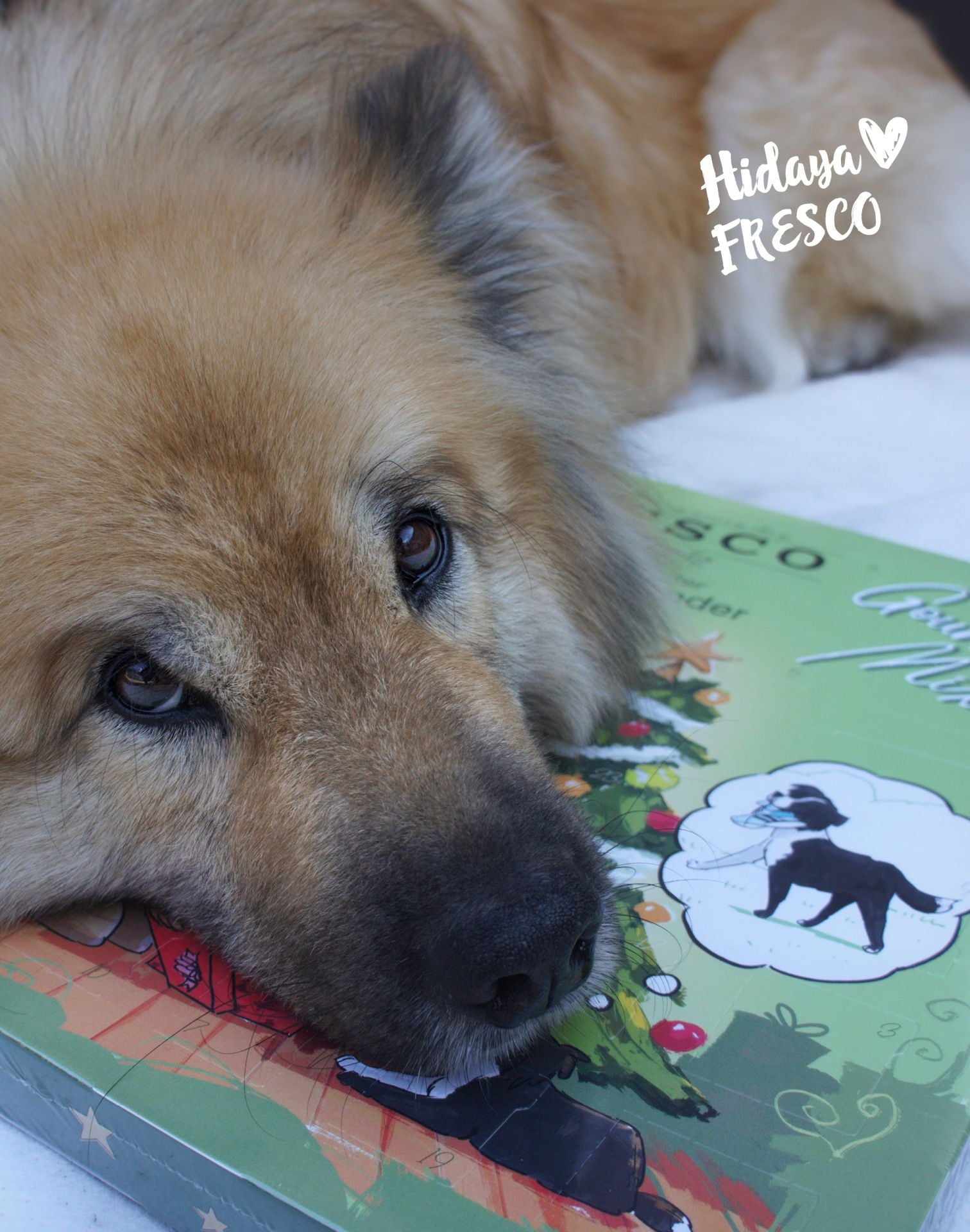 Fresco Adventskalender Gourmet Mix – für Hunde, befüllt – 180 g