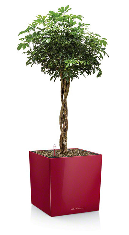 Lechuza Topfpflanzer – 30 × 30 × 30 cm – Kunststoff, weiss