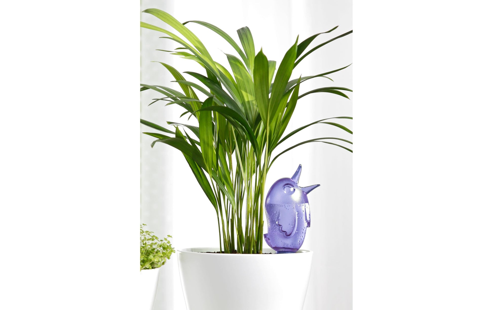 Scheurich Bördy M Wasserspender – 20 × 6,5 × 6,5 cm – Kunststoff, Blau