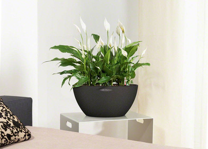 LECHUZA Topfpflanzer – Ø 30 × 13,5 cm – Kunststoff, Grau