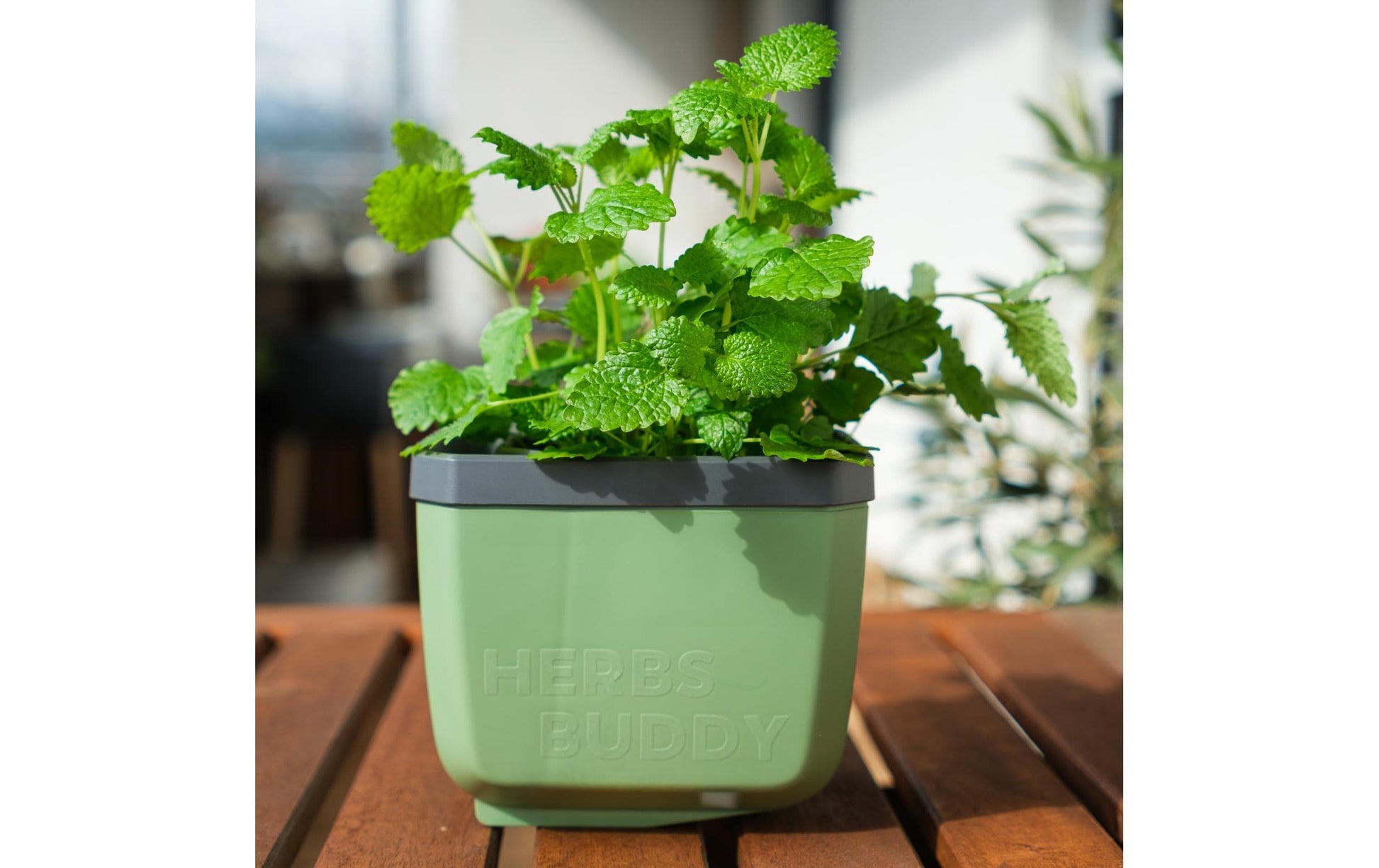 Gusta Garden Pflanztopf – 3,5 l – Polypropylen (PP), Dunkelgrün – 16,3 × 14,5 × 14,9 cm – 3-teilig