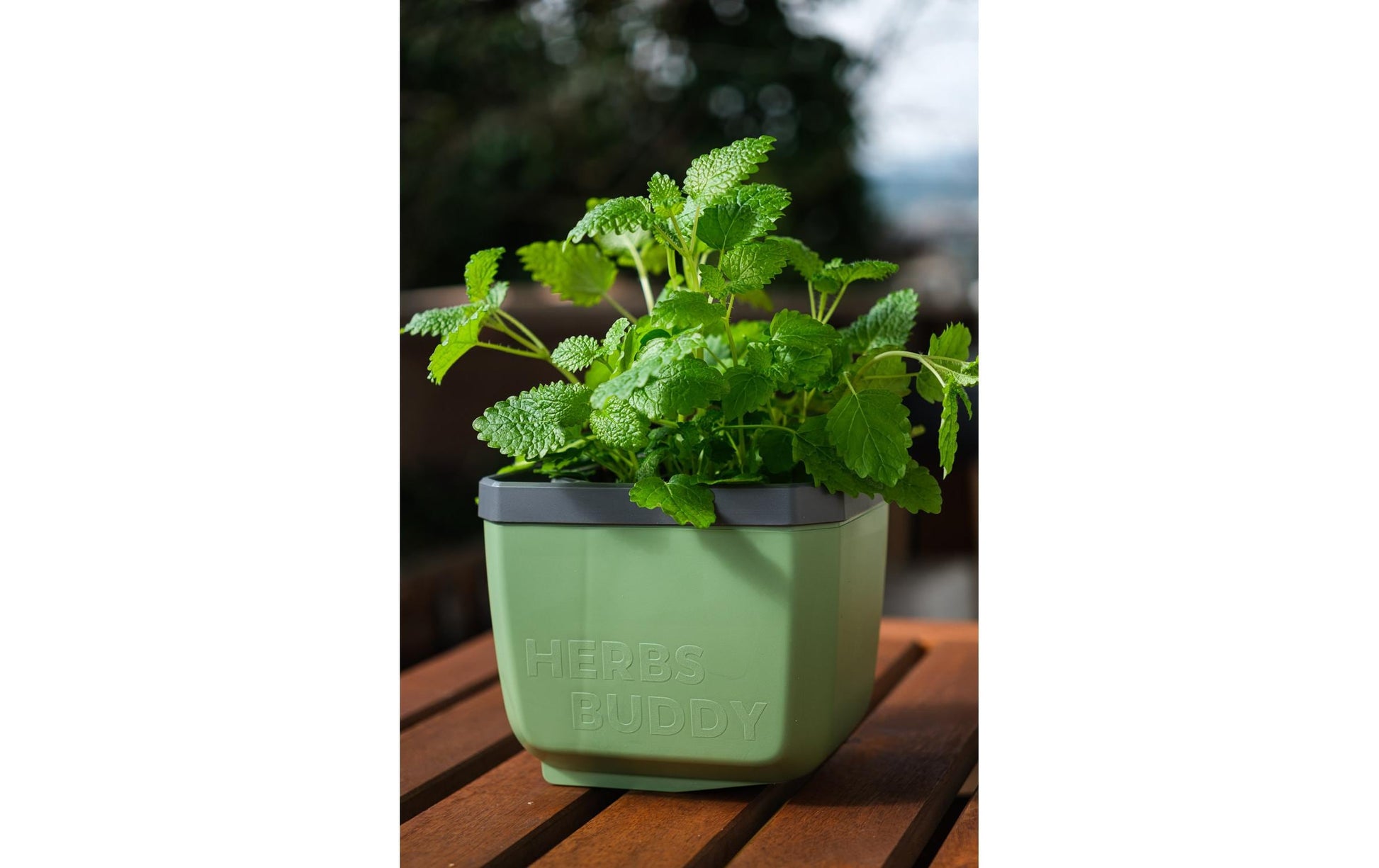 Gusta Garden Pflanztopf – 3,5 l – Polypropylen (PP), Dunkelgrün – 16,3 × 14,5 × 14,9 cm – 3-teilig