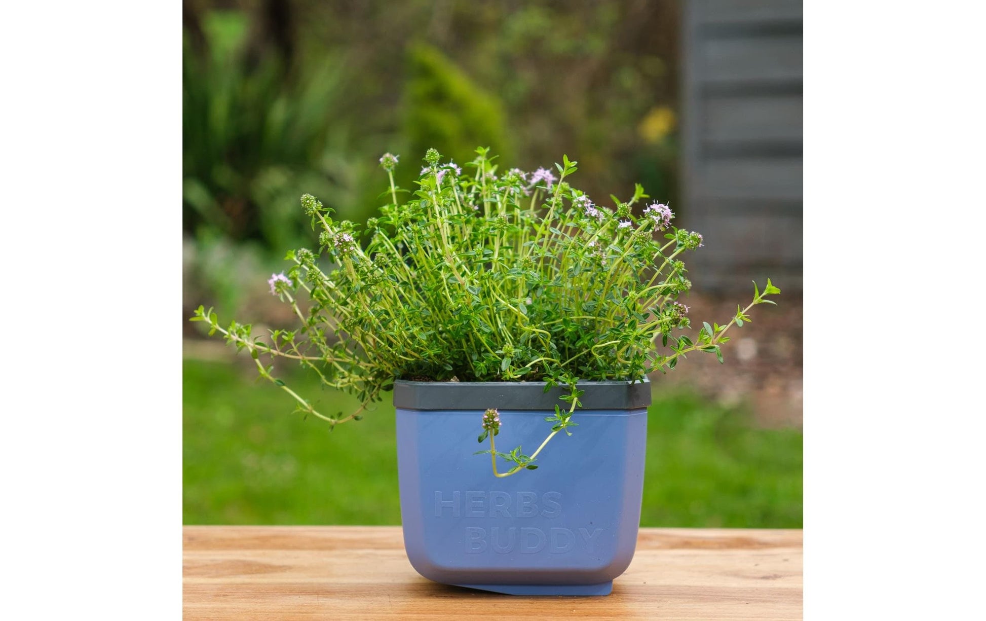 Gusta Garden HERBS BUDDY Übertopf – 3,5 l – Polypropylen, blau