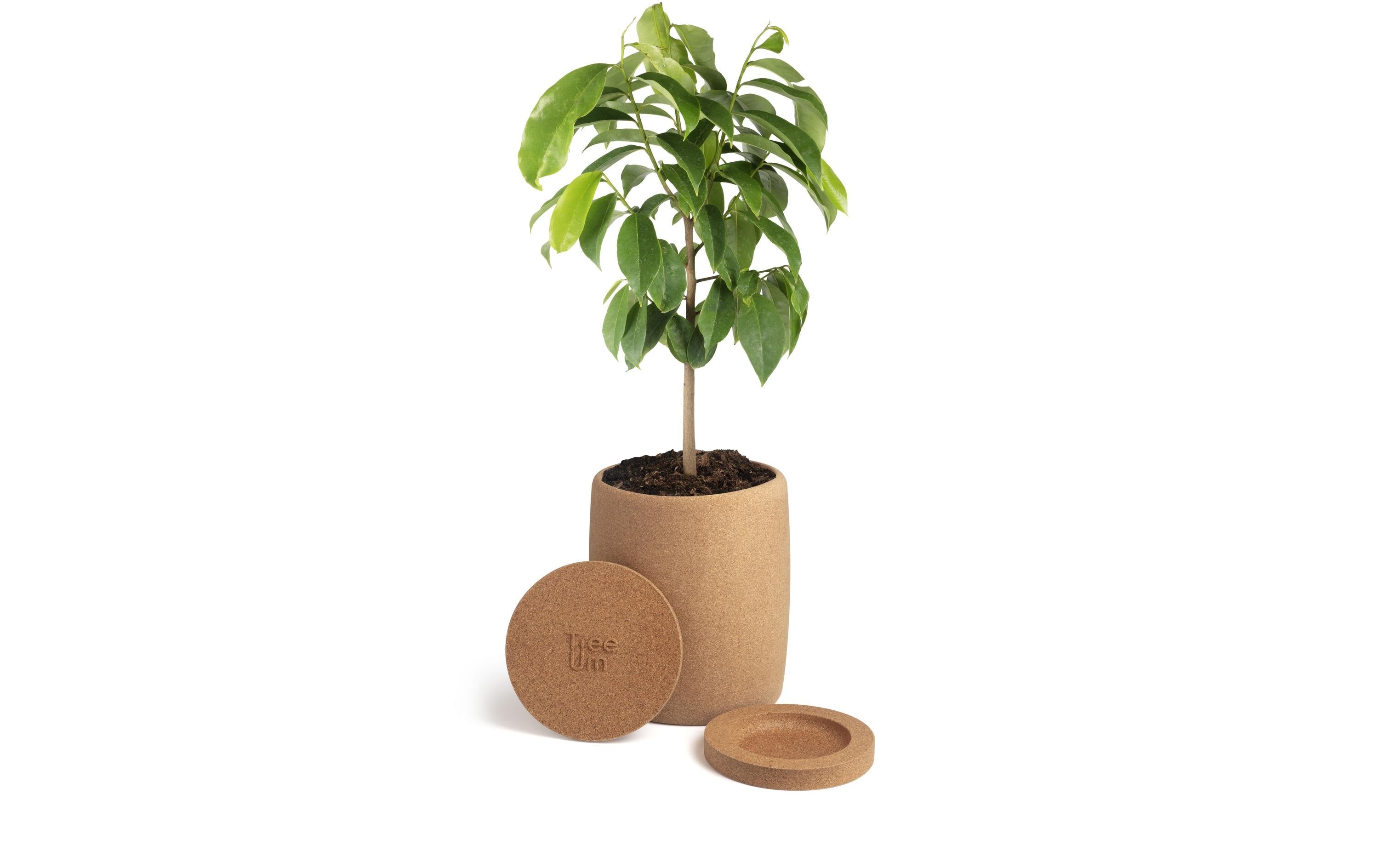 Tree Urn Urne – 40 × 60 × 25 cm – Kork, braun