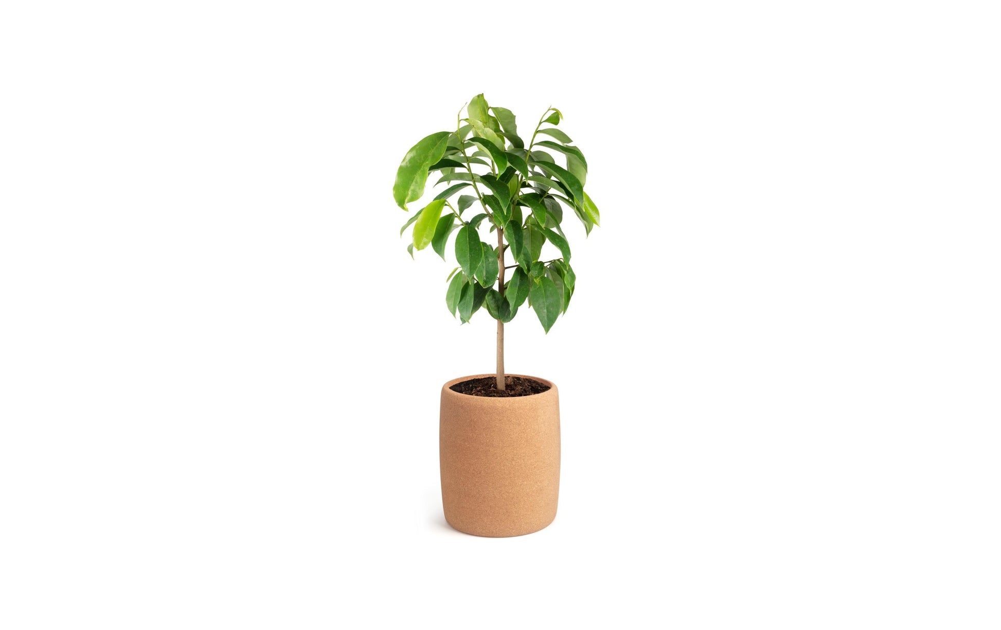 Tree Urn Urne – 40 × 60 × 25 cm – Kork, braun