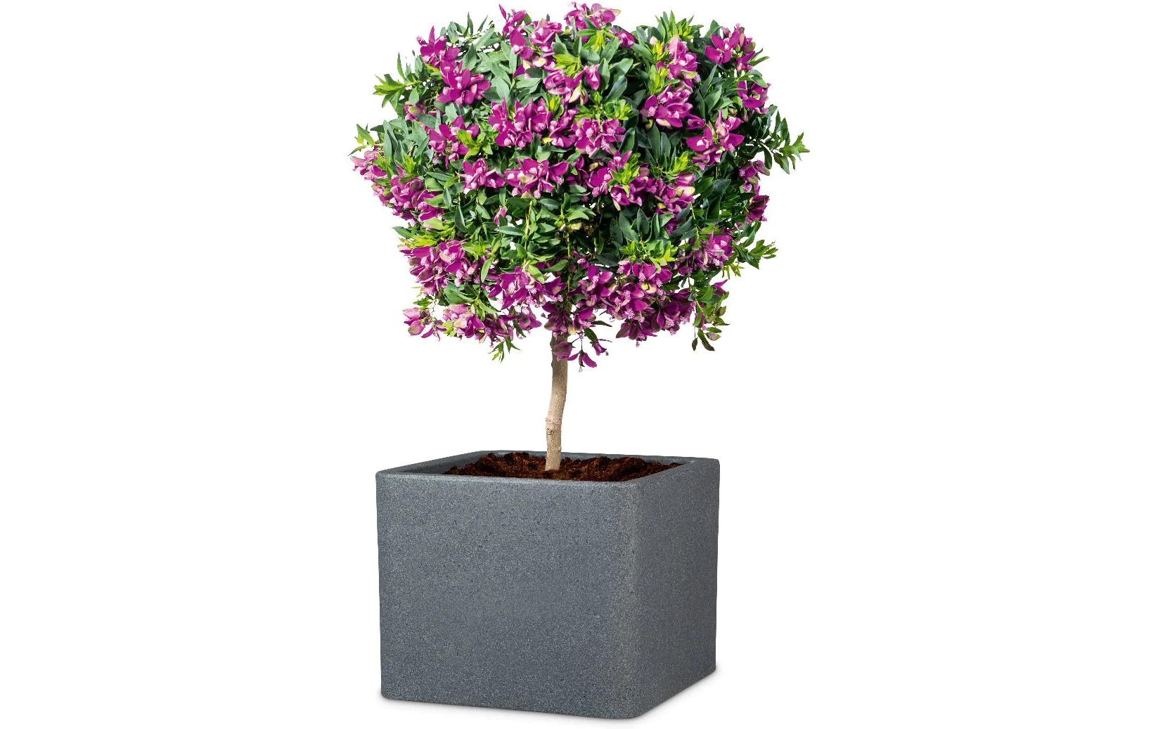 Scheurich Topfpflanzer – 29 × 29 × 23 cm – Kunststoff, schwarz/granit