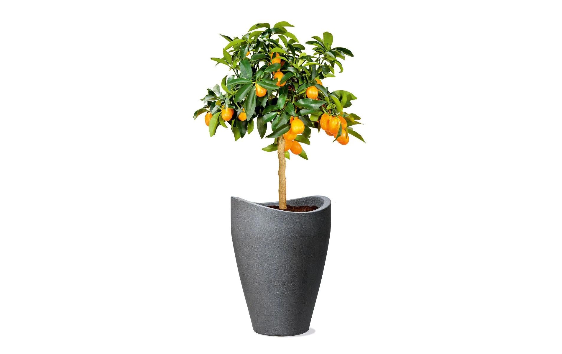 Scheurich Topfpflanzer – 29,5 × 40 cm – Kunststoff, schwarz (Granit)
