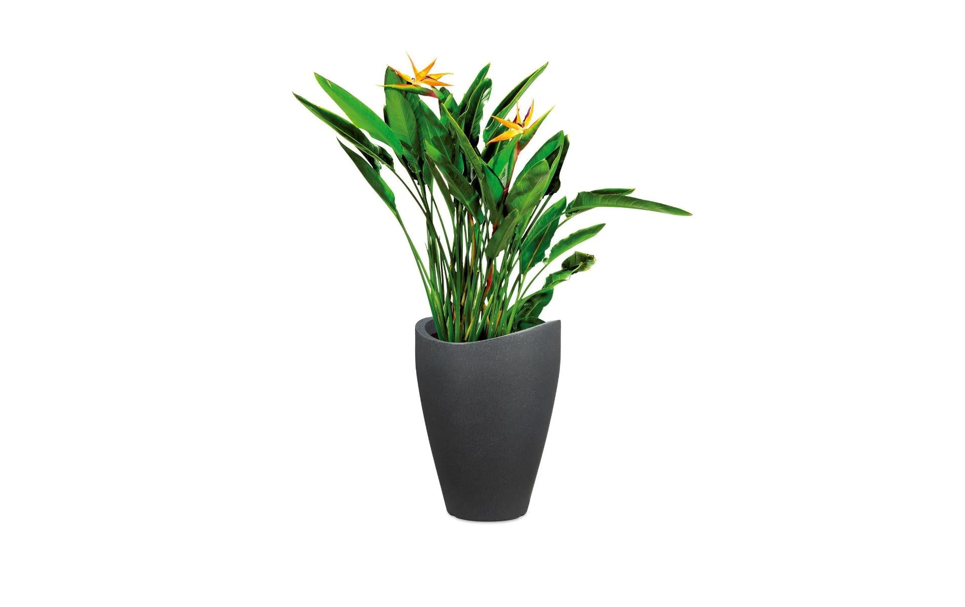 Scheurich Pflanzgefäss – 6000 ml, 29,5 × 40 cm – Kunststoff, schwarz