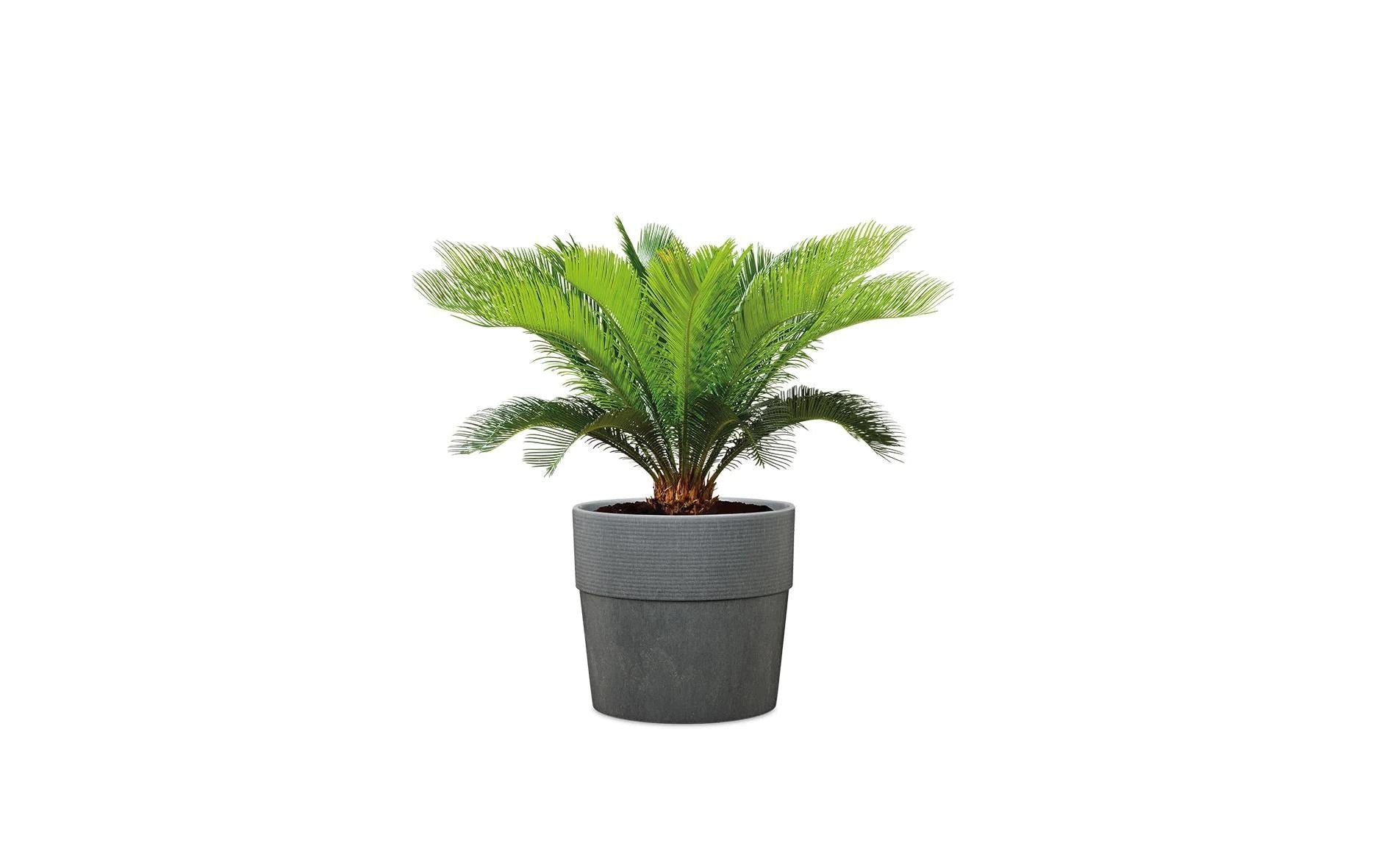 Scheurich Topfpflanzer – Ø 39 × 35 cm, 31 l – Kunststoff, grau