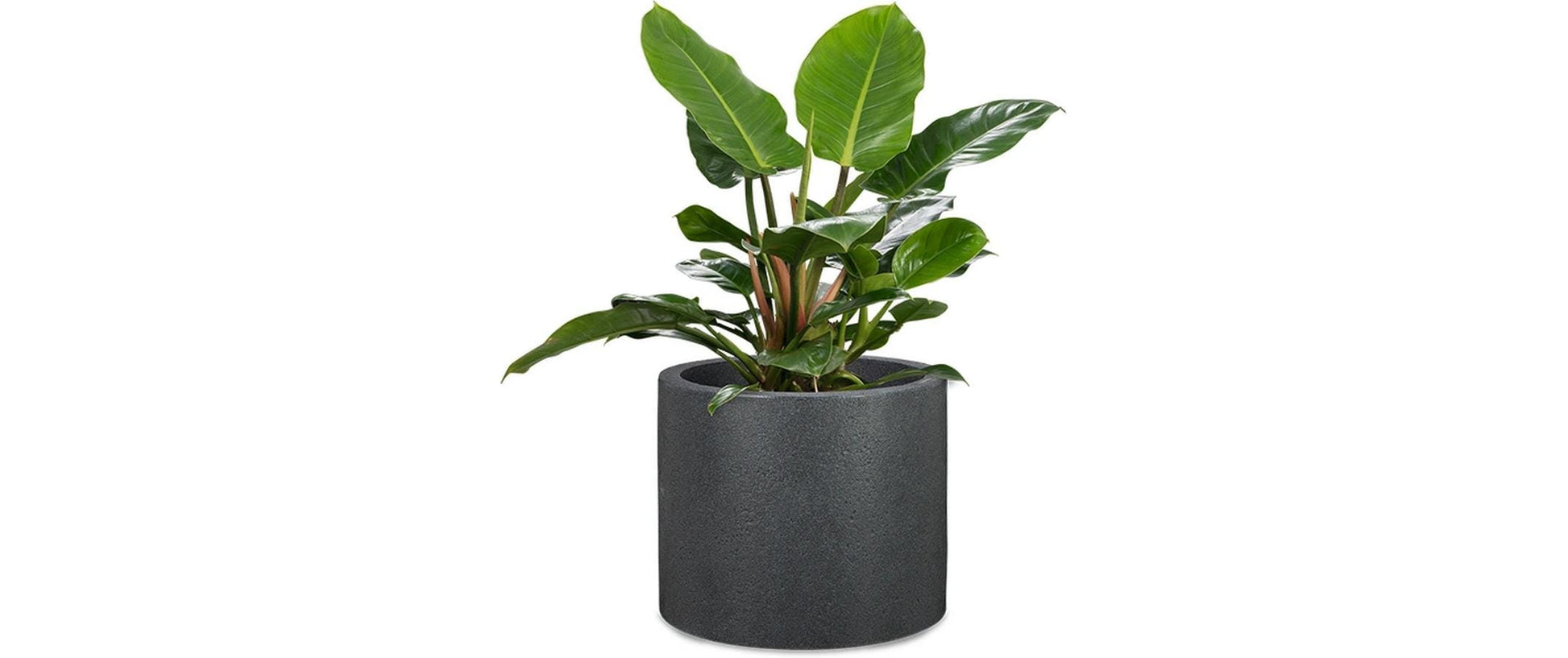 Scheurich Panzano Pflanzkübel – Ø 40 × 32 cm – Kunststoff, Granit
