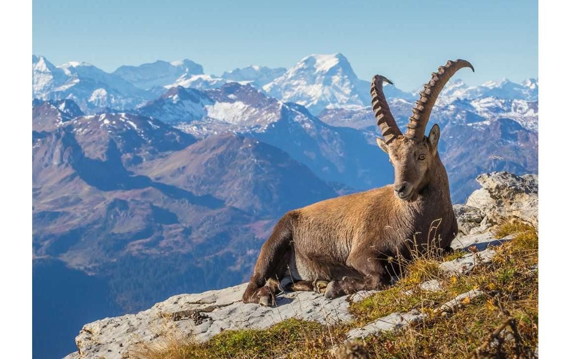 Ravensburger Puzzle Steinbock im Toggenburg – 1000 Teile – 50 × 70 cm – ab 14 Jahren – FSC