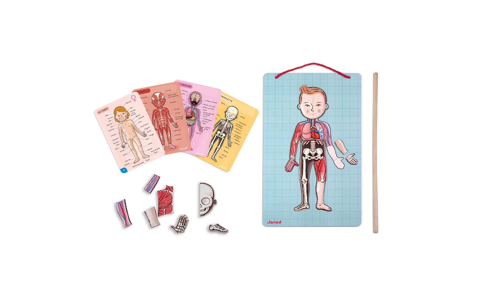 JANOD Magnet-Set – Körper, 99 Teile, 7–12 Jahre