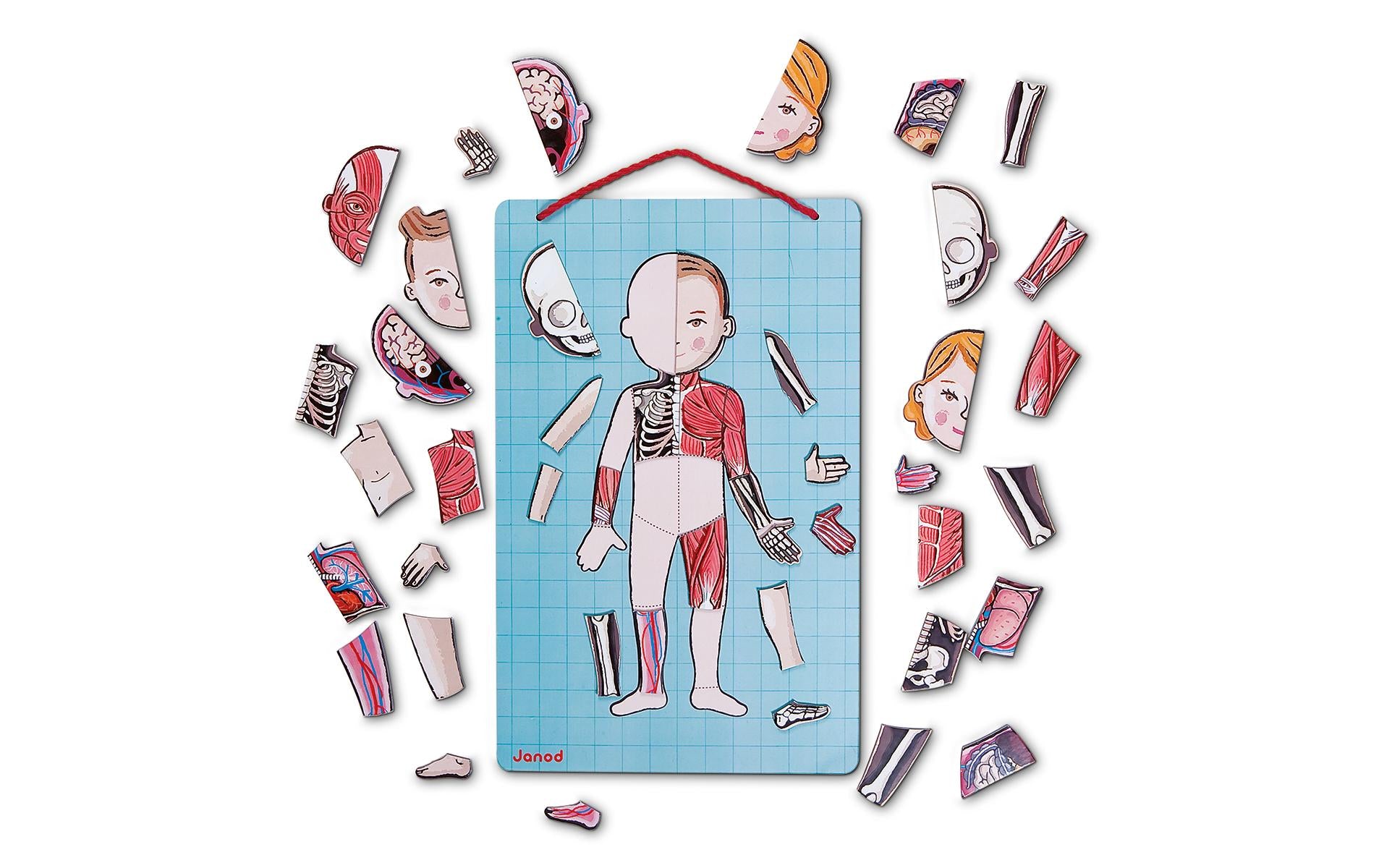 JANOD Magnet-Set – Körper, 99 Teile, 7–12 Jahre