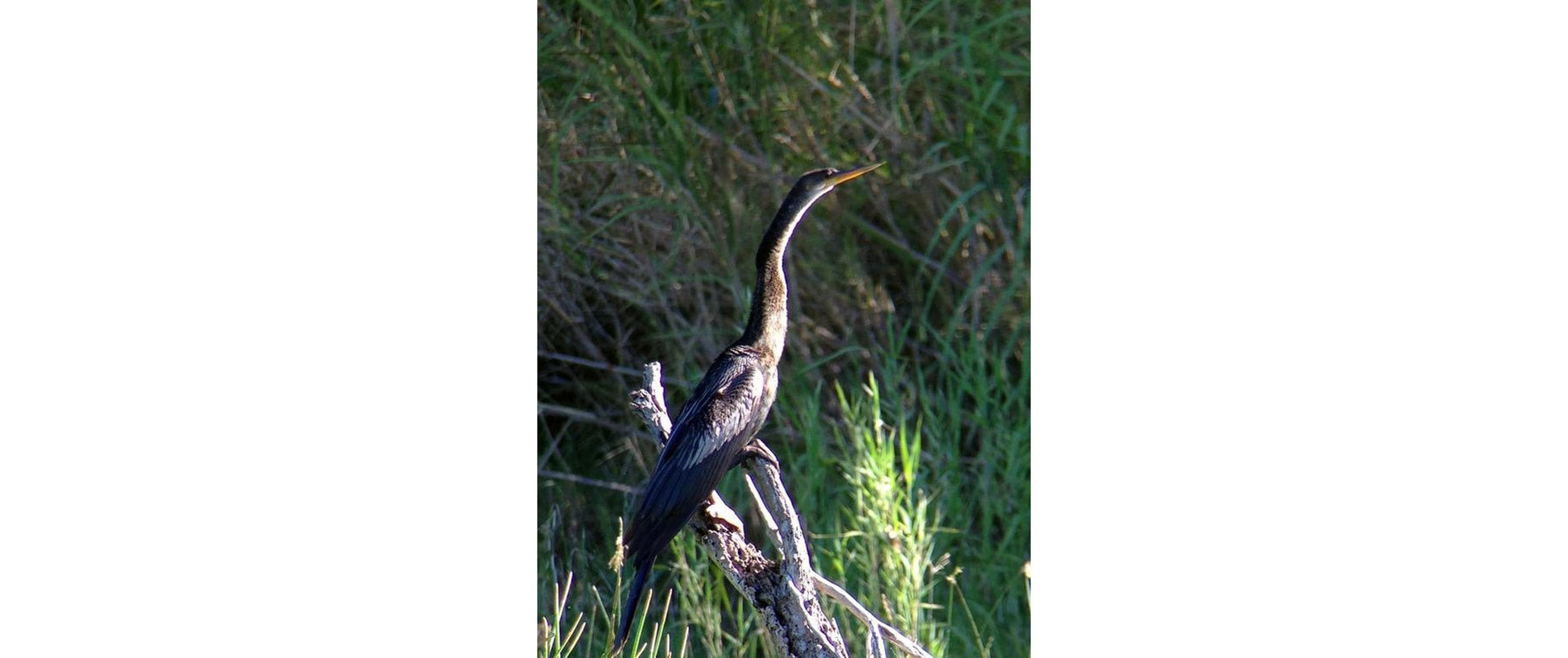 Celestron Regal M2 65ED Spektiv – 48×, 65 mm Objektiv, wasserdicht, schwarz/grün