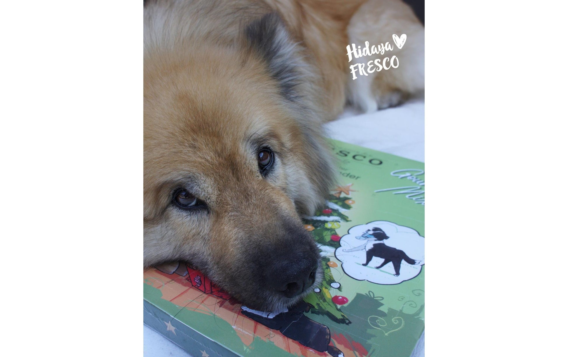 Fresco Adventskalender Gourmet Mix – für Hunde, befüllt – 180 g