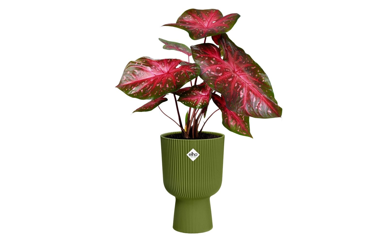 elho Vibes Fold Coupe 30 Pflanzgefäss – Ø 30 cm, 16 l – Kunststoff, grün