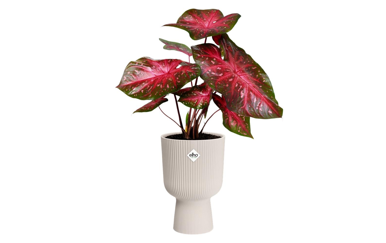 elho Vibes Fold Coupe Schale – Kunststoff, weiss – Ø 30 cm – 16 l