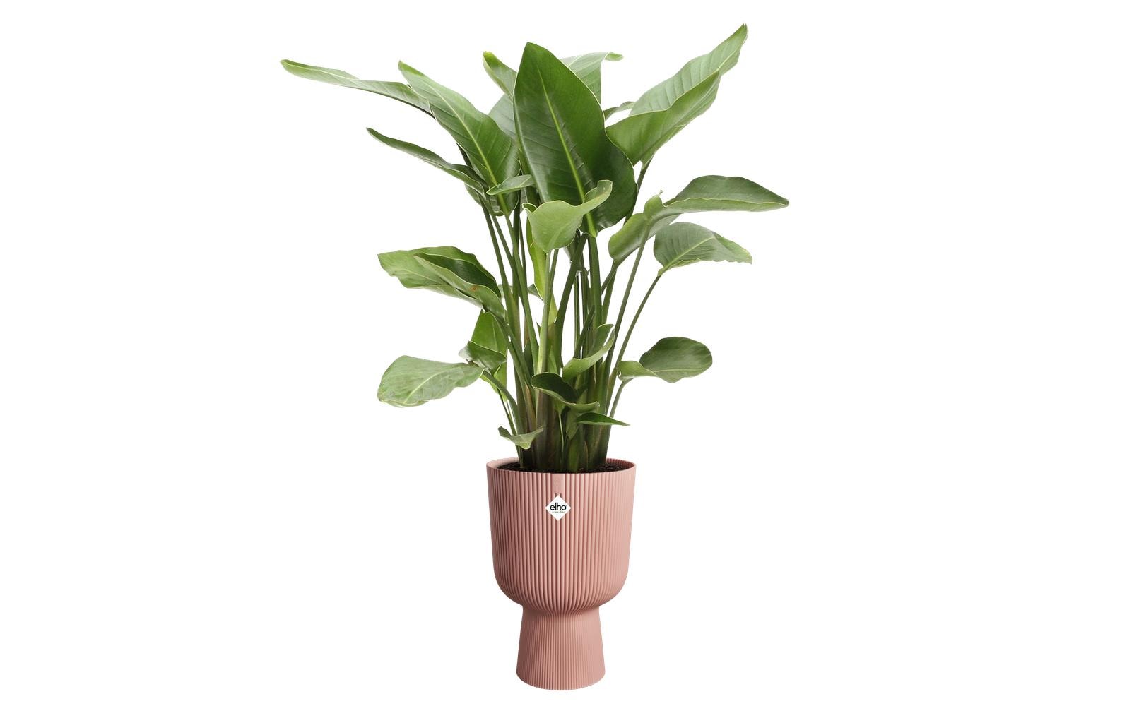 elho Vibes Fold Coupe 30 Blumentopf – Ø 30 × 45 cm – Kunststoff, Rosa