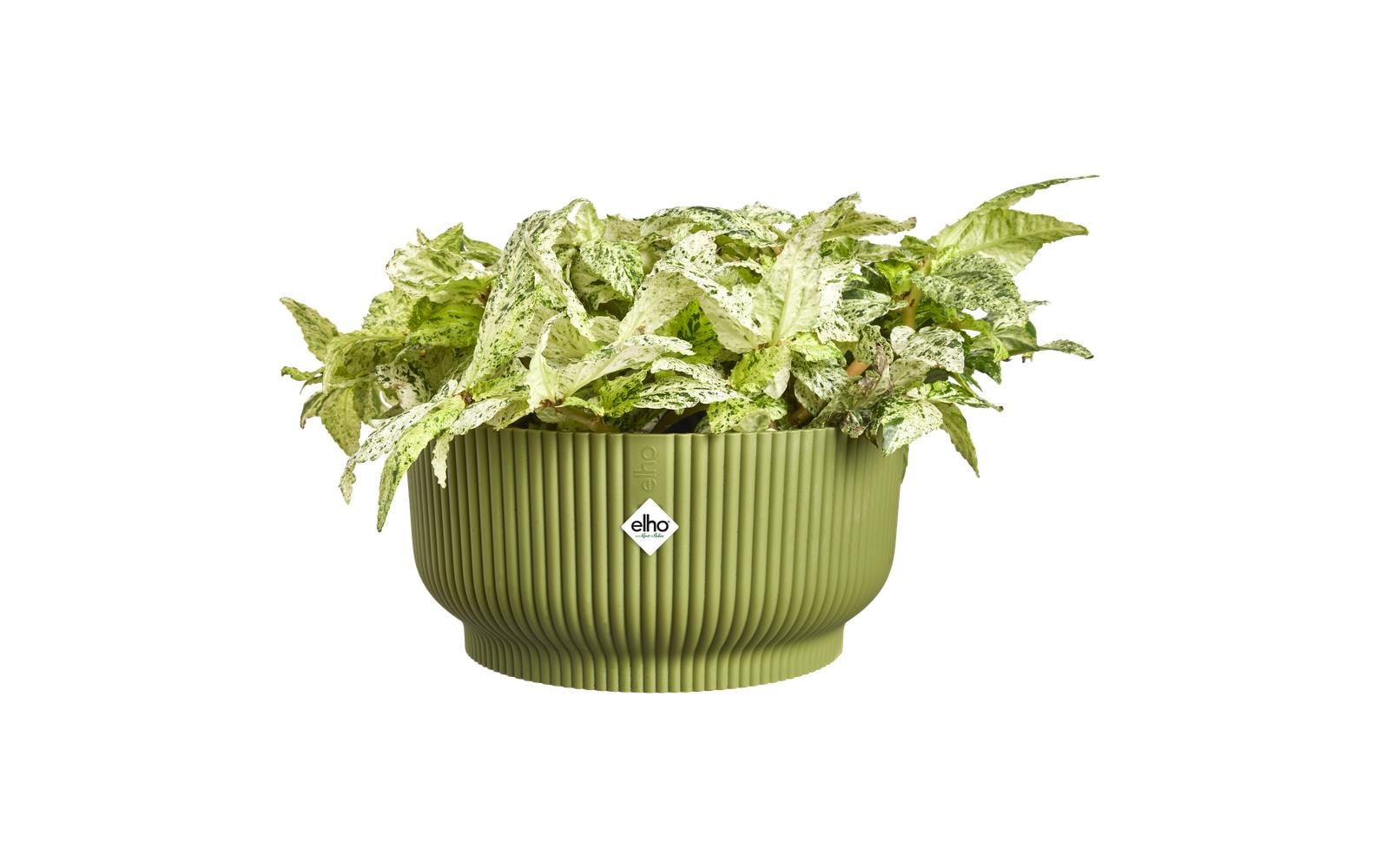 elho Vibes Fold Schale – Kunststoff, Grün – 4,8 l