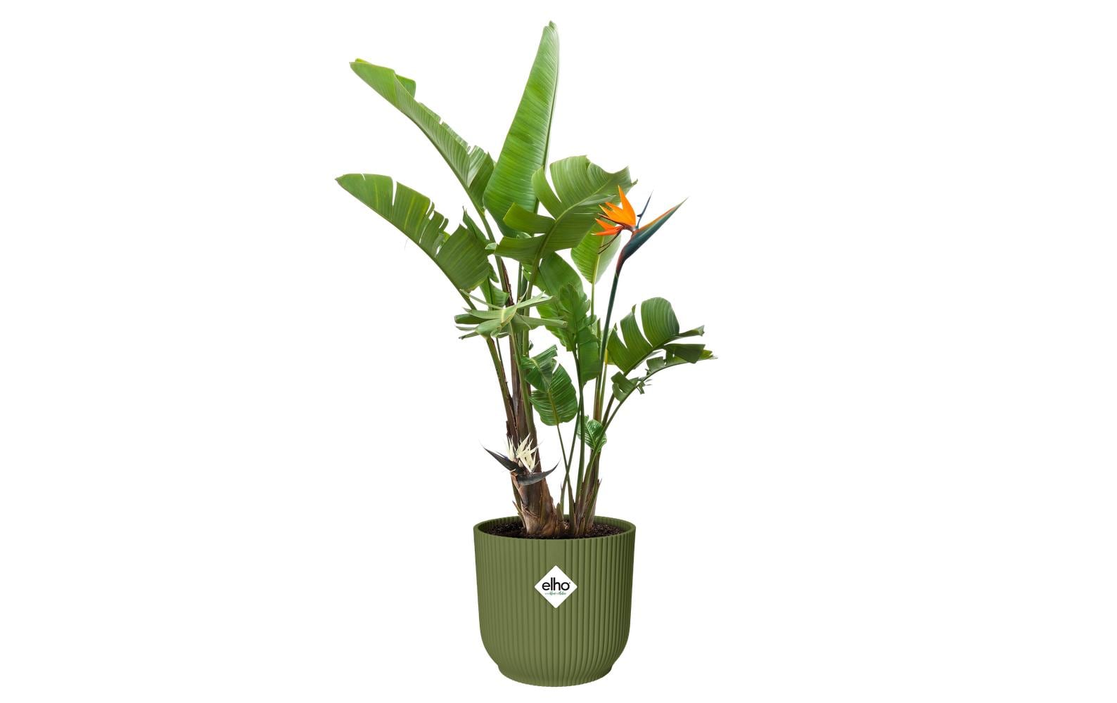 elho Vibes Fold Blumentopf – Ø 30 × 27 cm, 15 l – Kunststoff, Grün