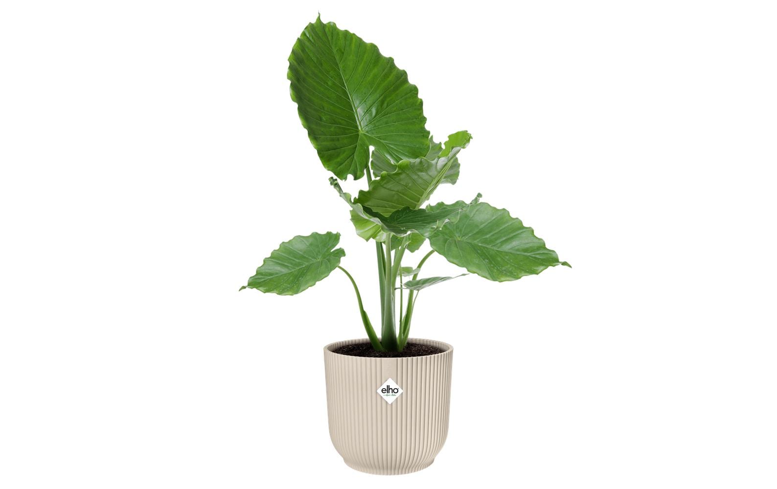 elho Vibes Fold Schale – Kunststoff, Weiss – Ø 30 × 27 cm