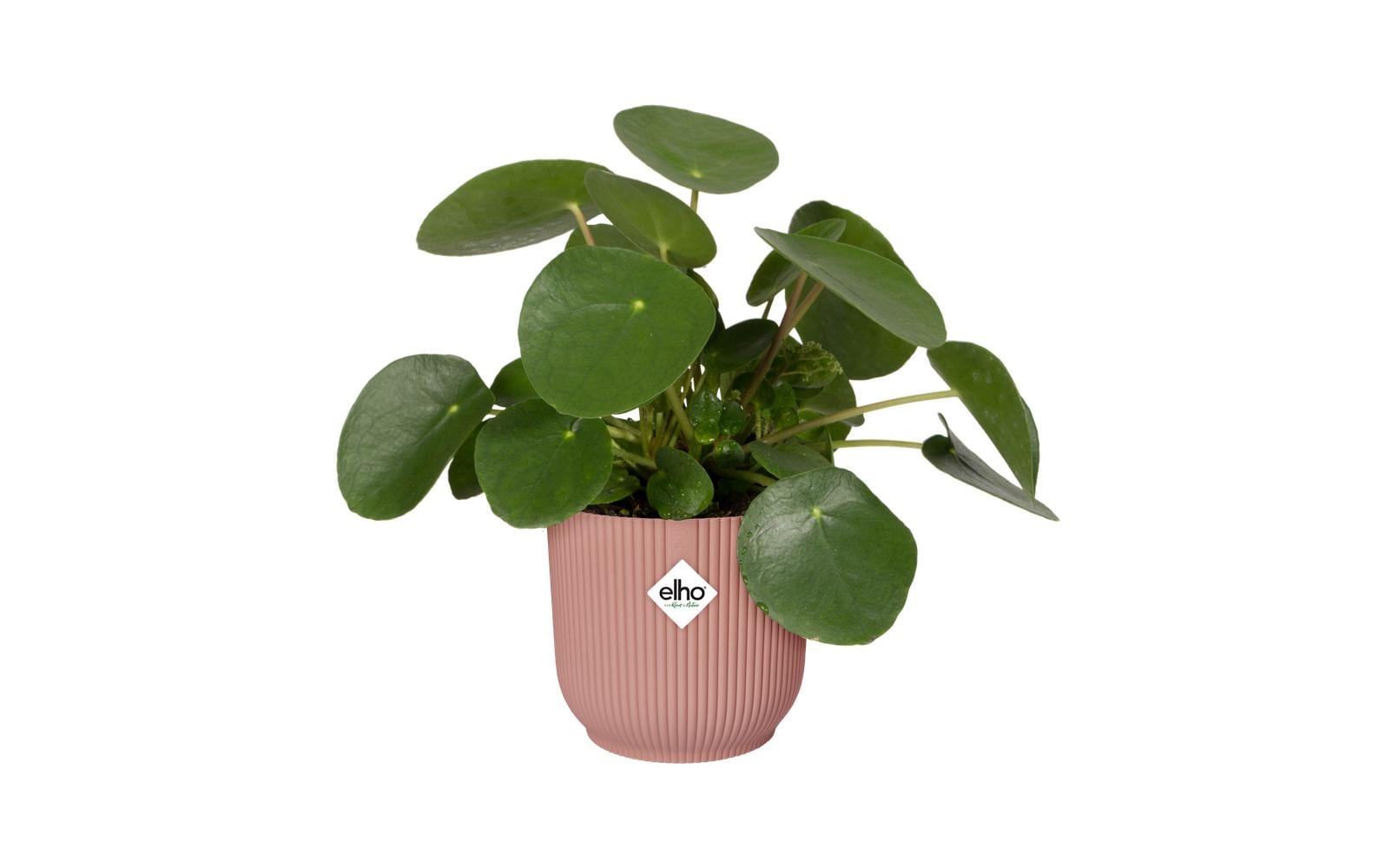 elho Vibes Fold Schale – Kunststoff, Rosa – Ø 35 × 32 cm