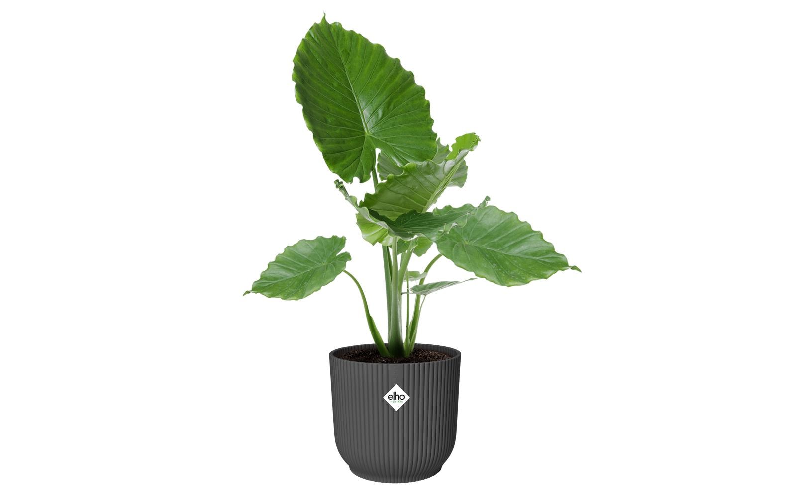elho Vibes Fold Blumentopf – Ø 35 × 32 cm – Kunststoff, Anthrazit