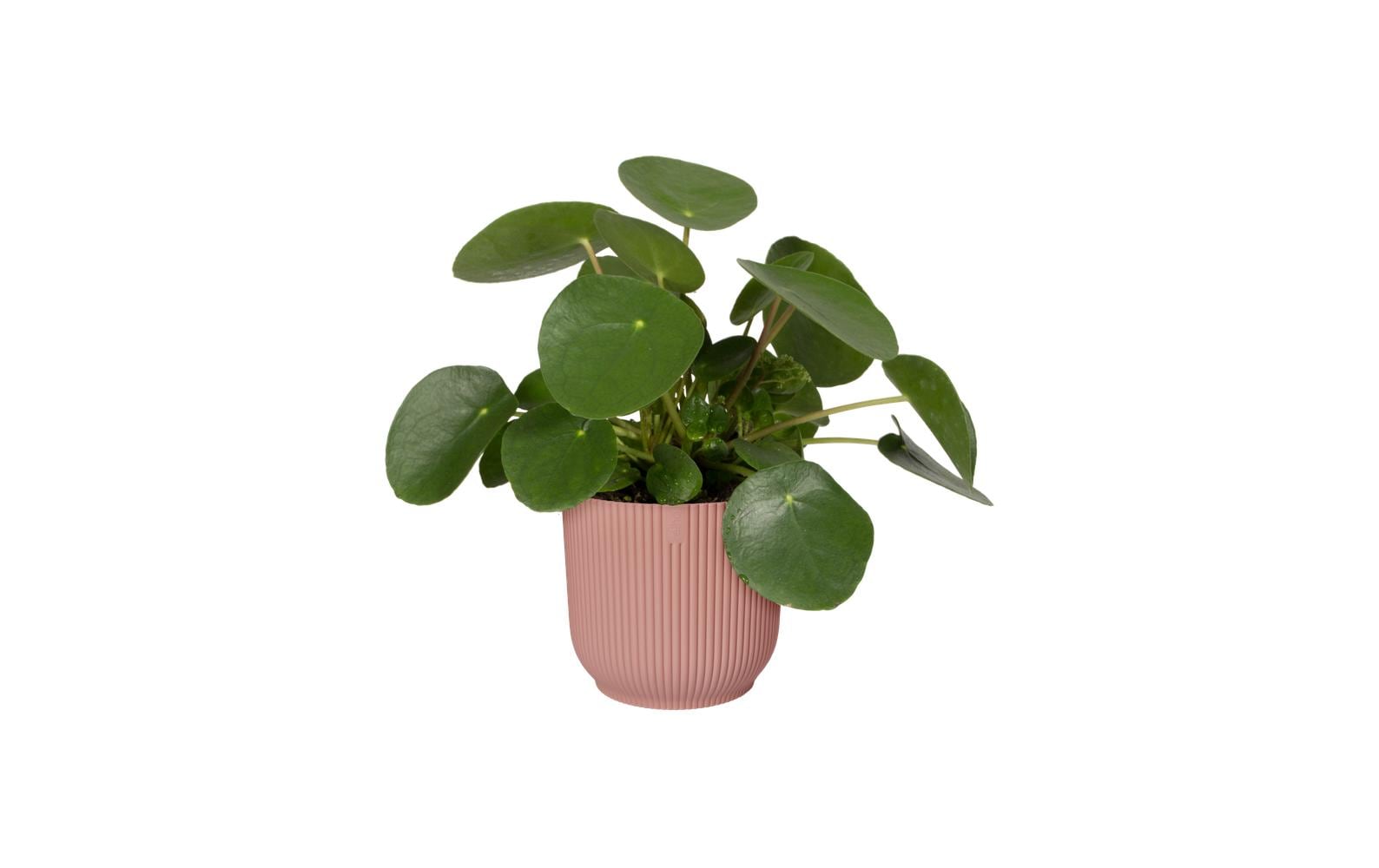 elho Schale – Kunststoff, rosa – Ø 30 × 27 cm