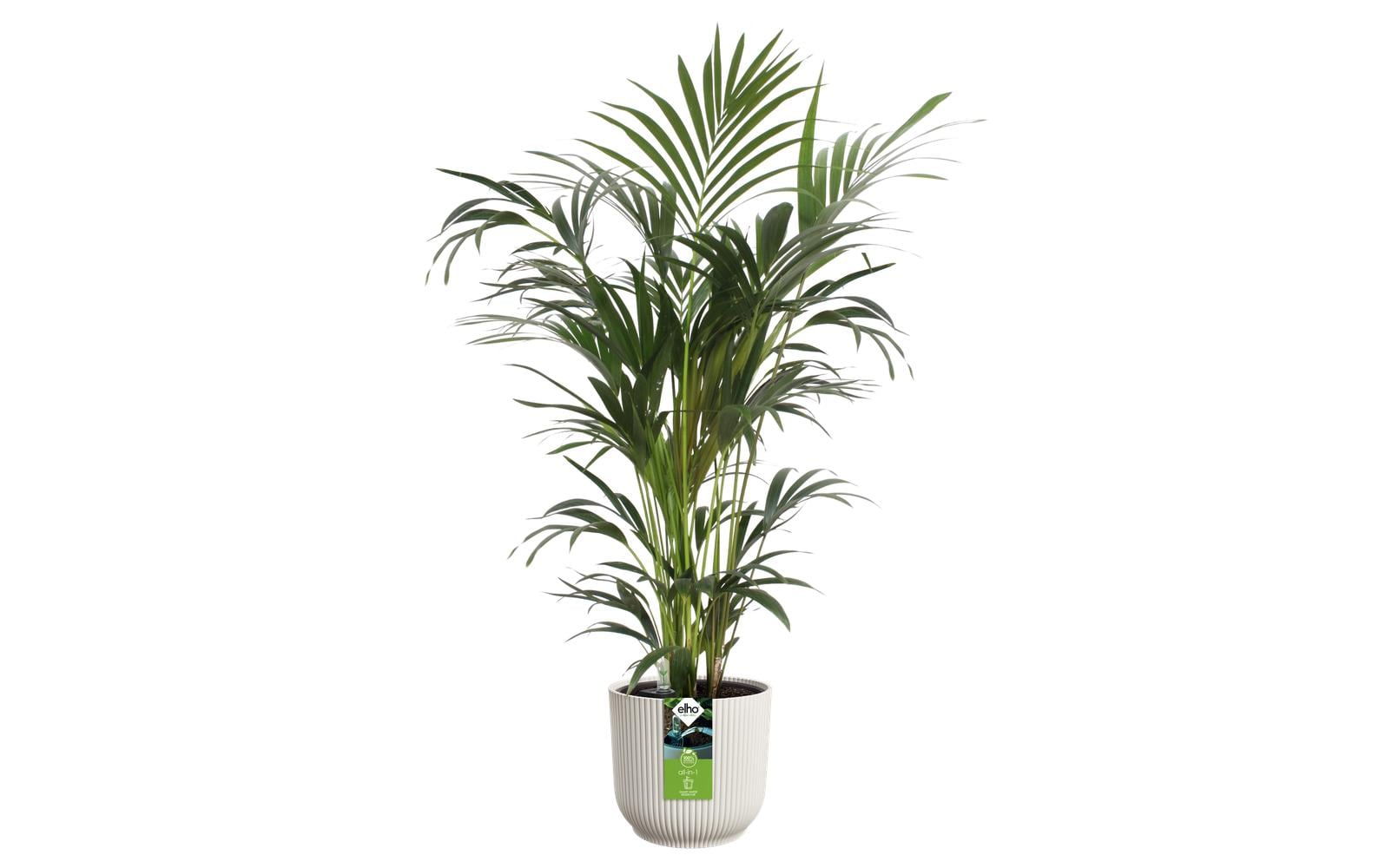 Elho All-in-1 Vibes Pflanztopf – Automatische Bewässerung – Kunststoff, Weiss – 3,6 l