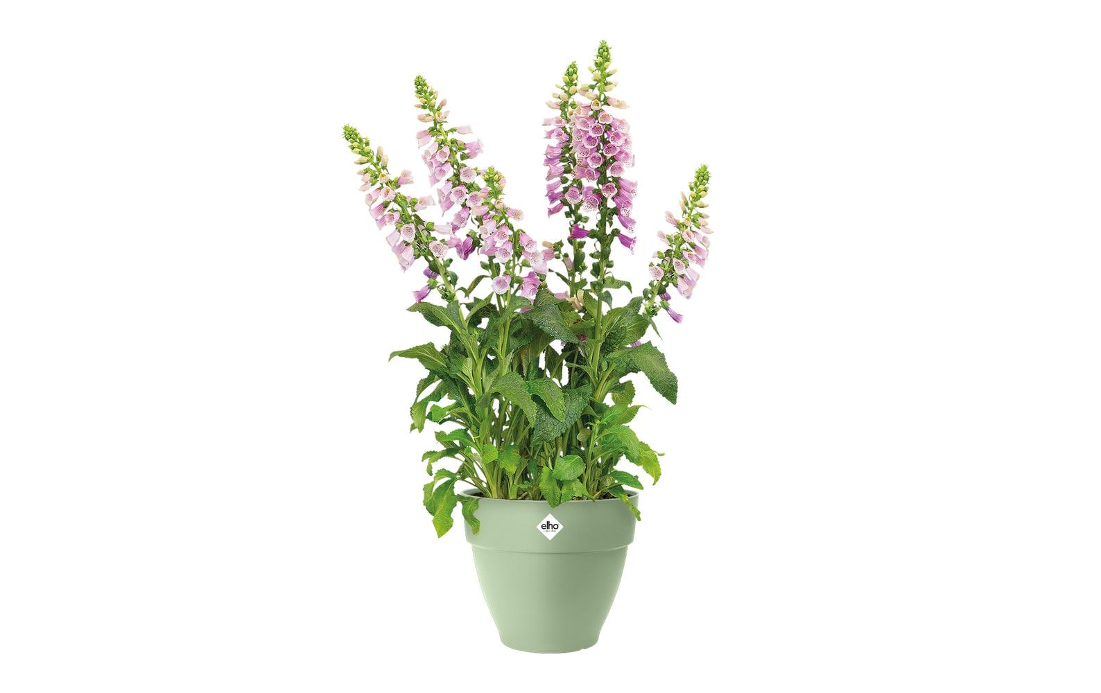 elho Vibia Campana Pflanztopf – Ø 35 × 30 cm, 18,2 l – Kunststoff, Grün