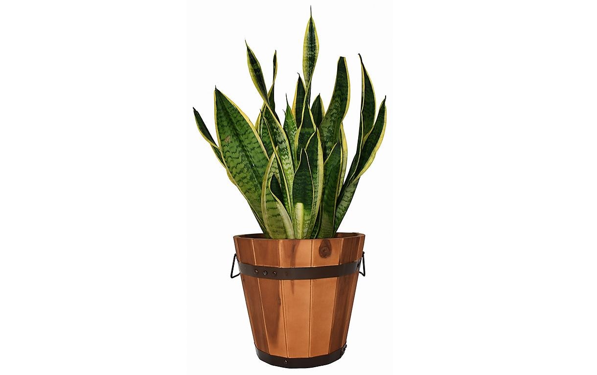 Innovesta Pflanzkübel – Ø 30 × 27 cm – Holz, Braun