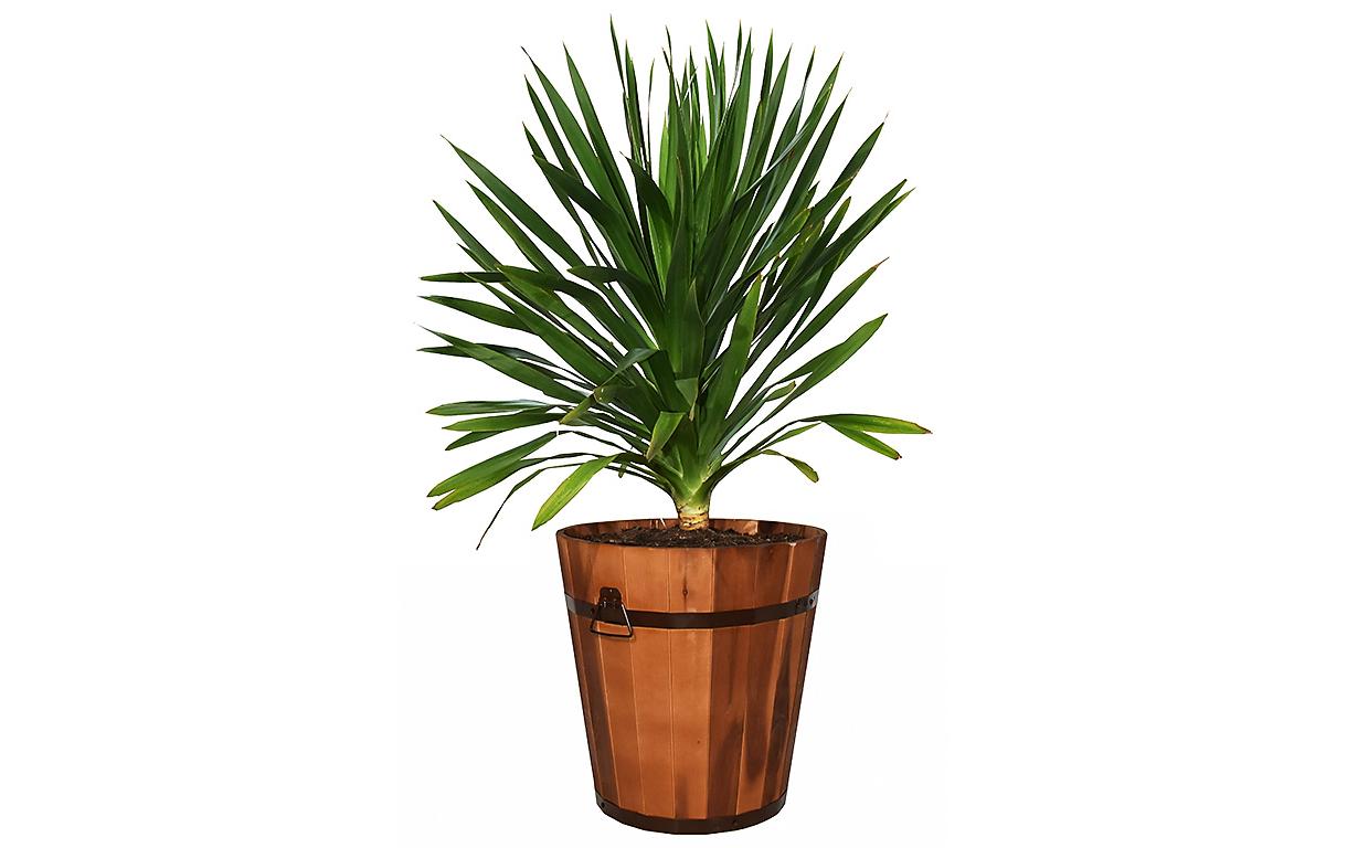 Innovesta Pflanzkübel – Ø 45 × 44 cm – Holz, Braun