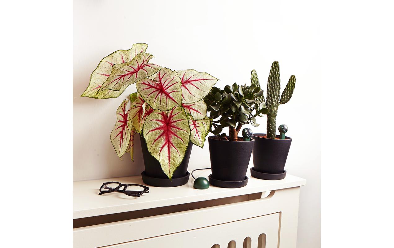 Fyta WiFi Hub – Smart-Hub/Bridge – Matcha Grün