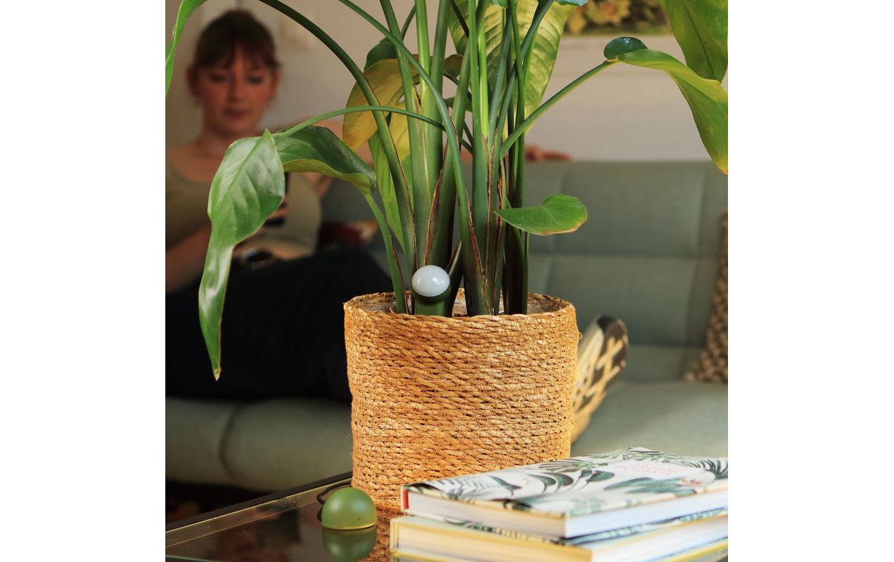 Fyta WiFi Hub – Smart-Hub/Bridge – Matcha Grün