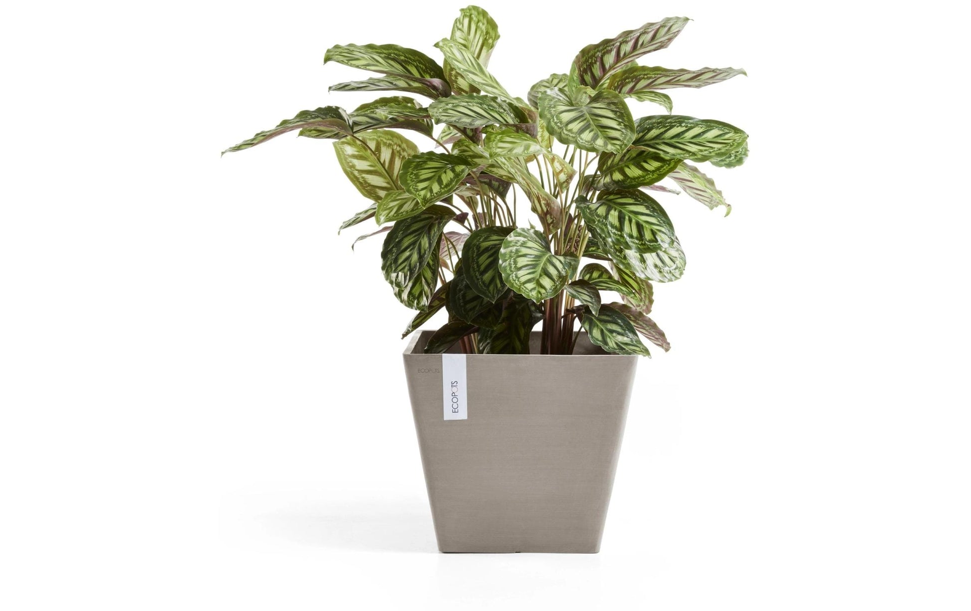 Ecopots Rotterdam Blumentopf – Kunststoff, taupe