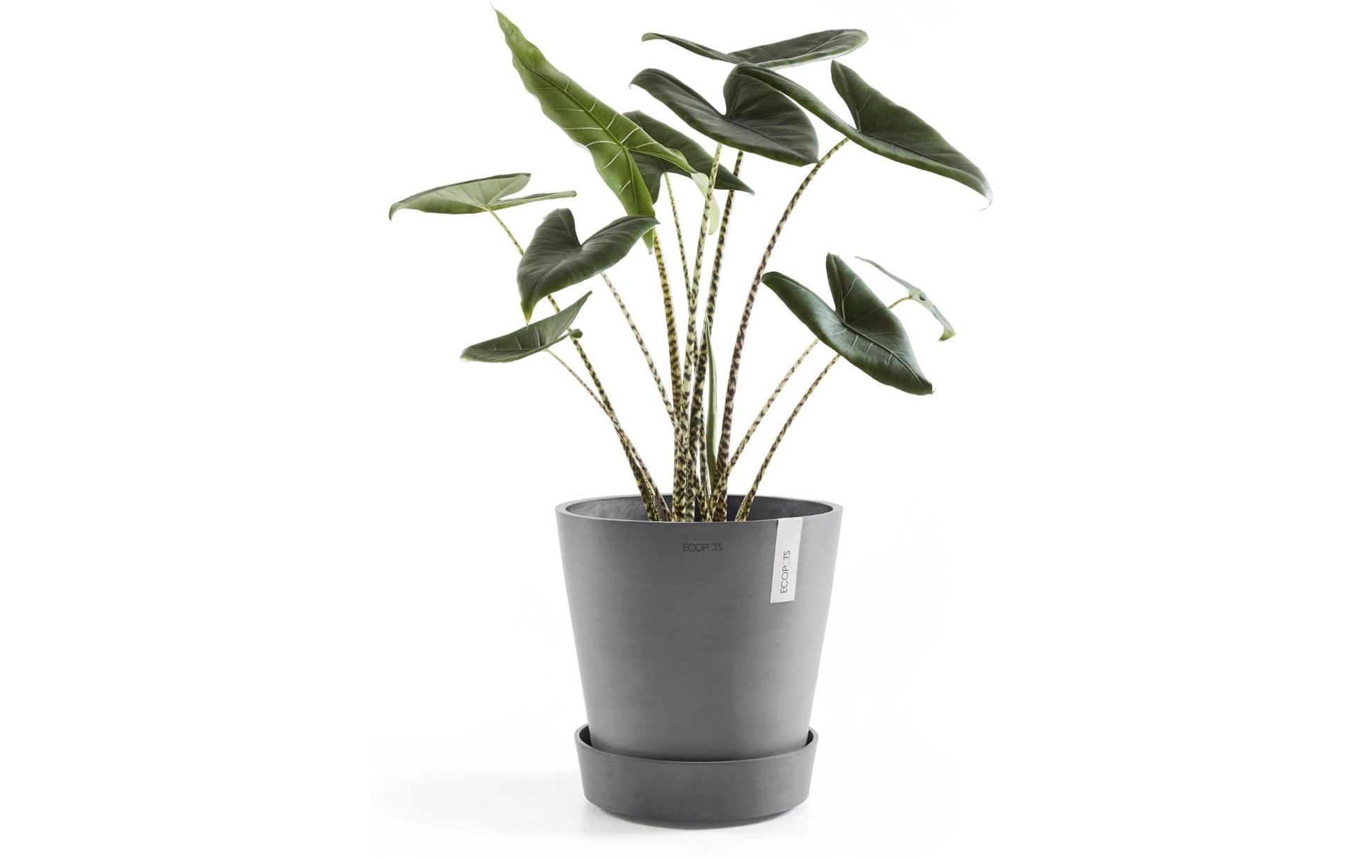 Ecopots Untersetzer mit Rollen – Kunststoff, Grau