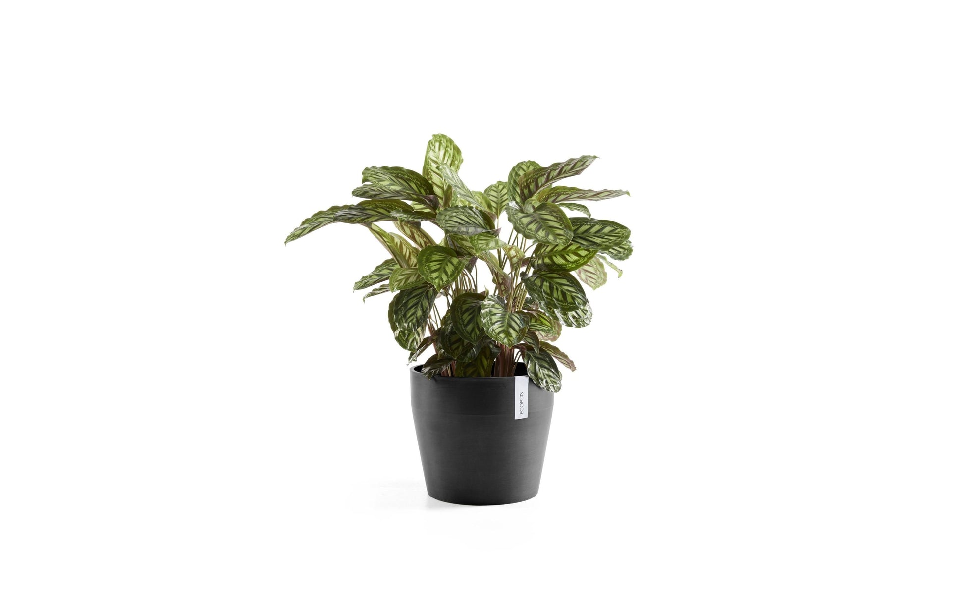 Ecopots Sankara Blumentopf – 33600 ml – Kunststoff, dunkelgrau