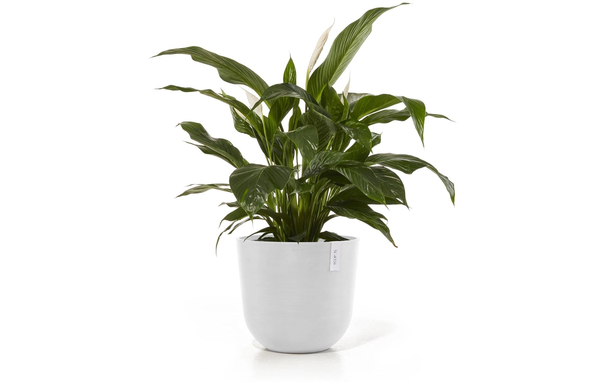 Ecopots Oslo Blumentopf – 46600 ml – Kunststoff, weiss