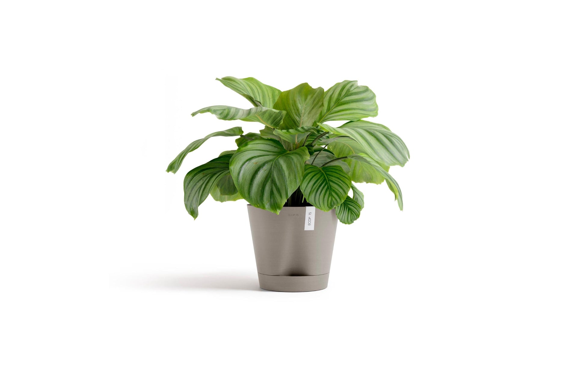 Ecopots Blumentopf – 50 l, mit automatischer Bewässerung – Kunststoff, Taupe
