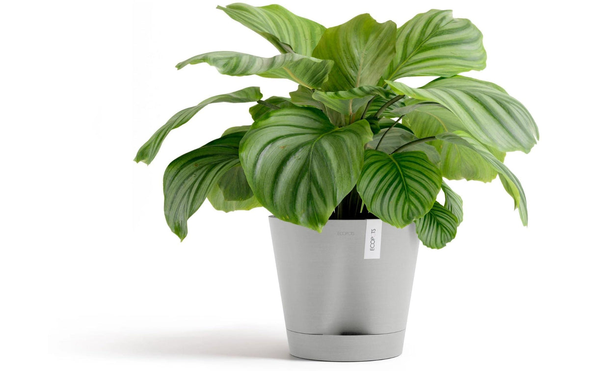 Ecopots Blumentopf – 50 l – Recycling-Kunststoff, Grau