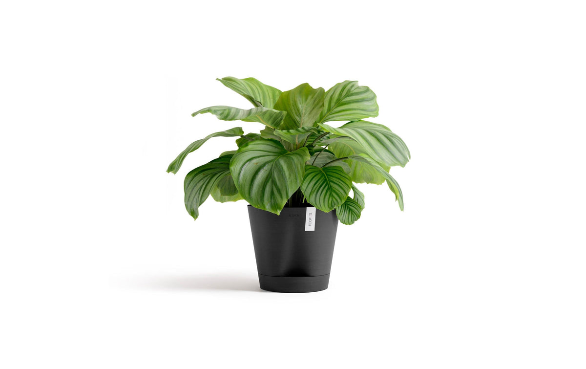Ecopots Venice 2 Blumentopf – 50 l – Recycling-Kunststoff, Dunkelgrau