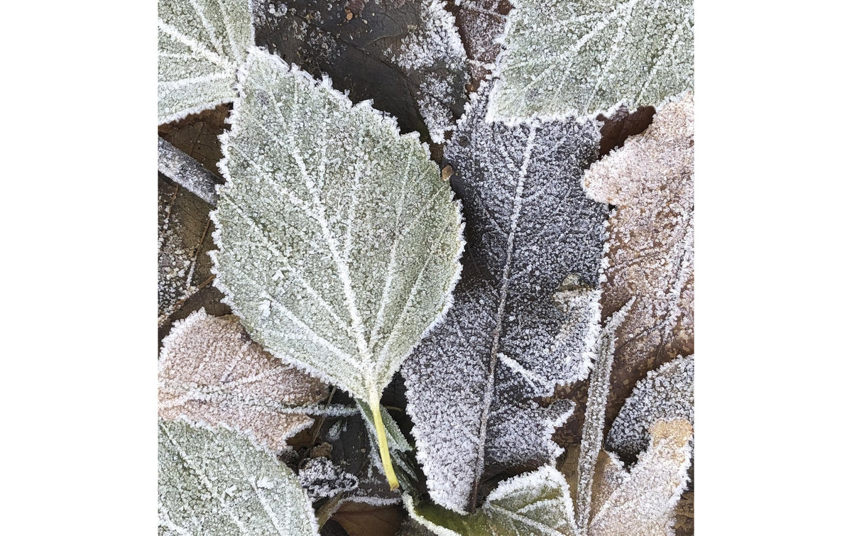 Paper + Design Servietten Winterblätter – mehrfarbig – 25 × 25 cm, 3-lagig