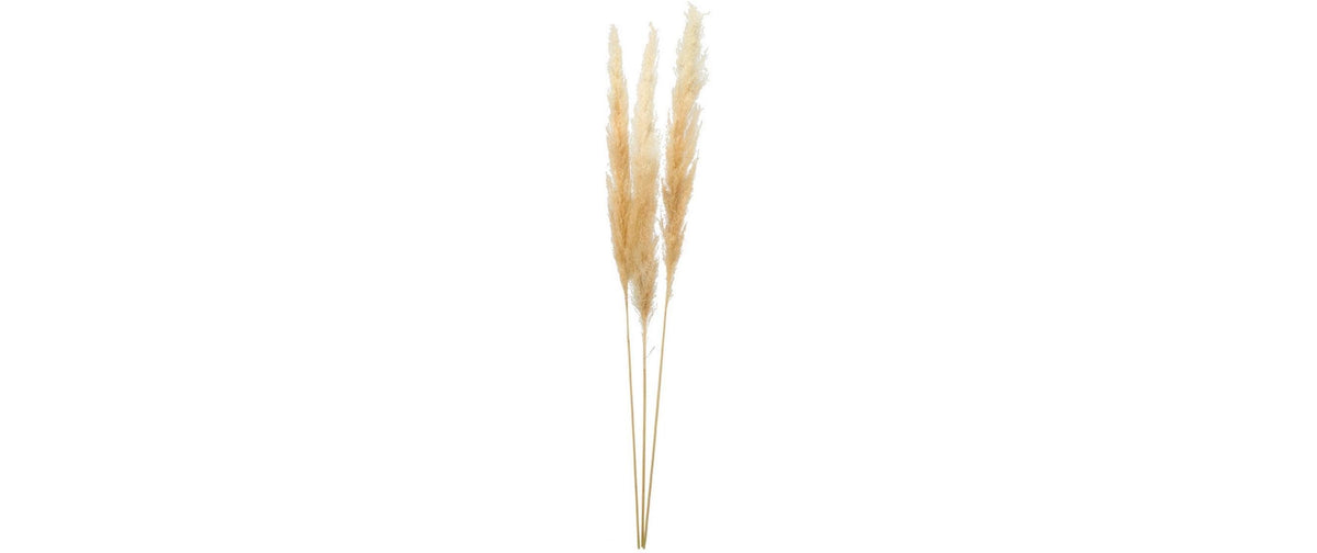 Dekomat ag Trockenblumen – Beige – 1 Stück