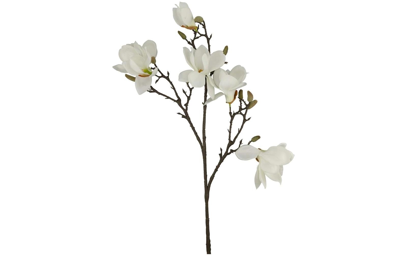 Chalet Trockenblumen Magnolie – Weiss – 86 cm