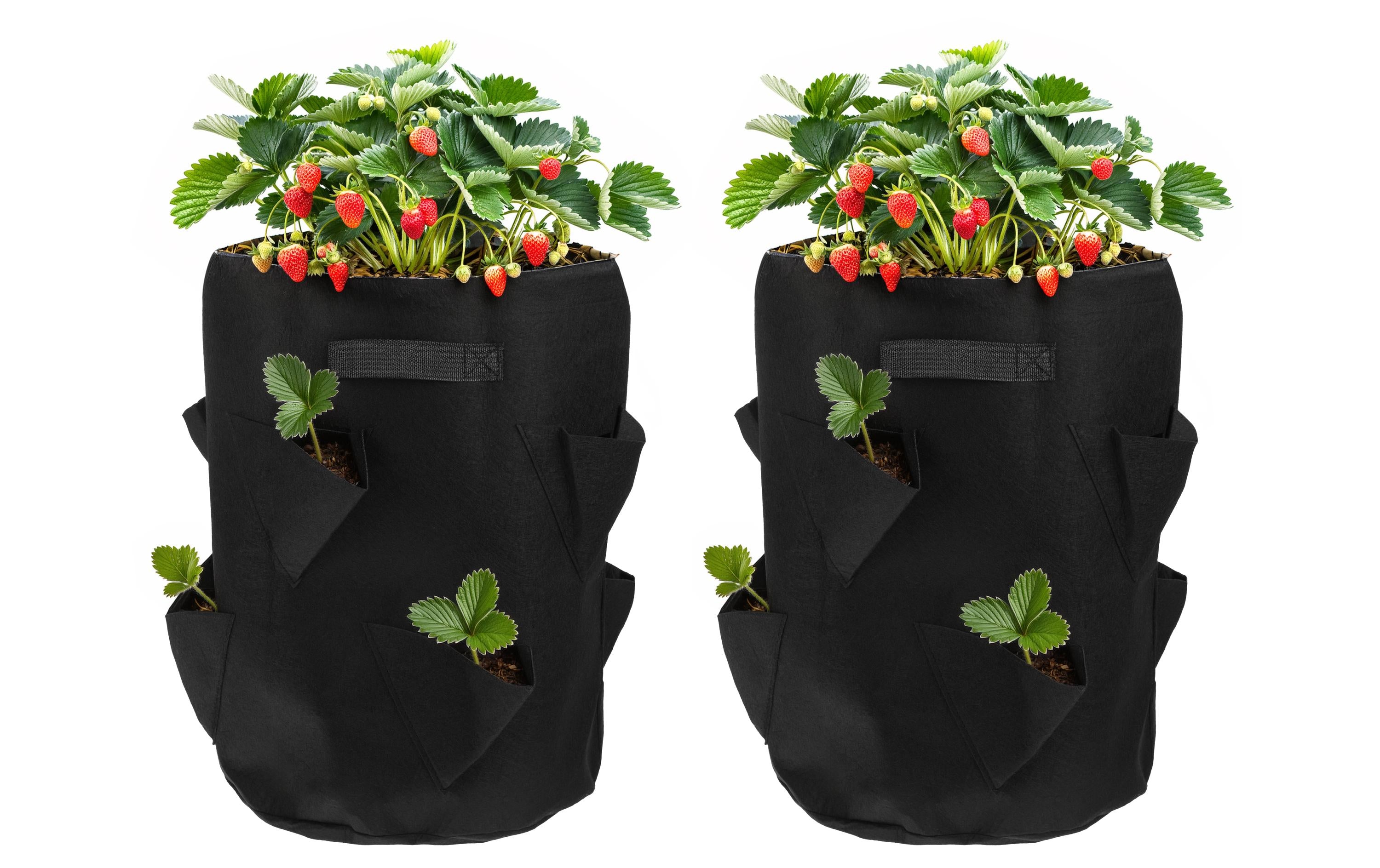 Struct Pflanzentasche Erdbeeren – Ø 35 × 45 cm – Filz, Schwarz – 2-teilig