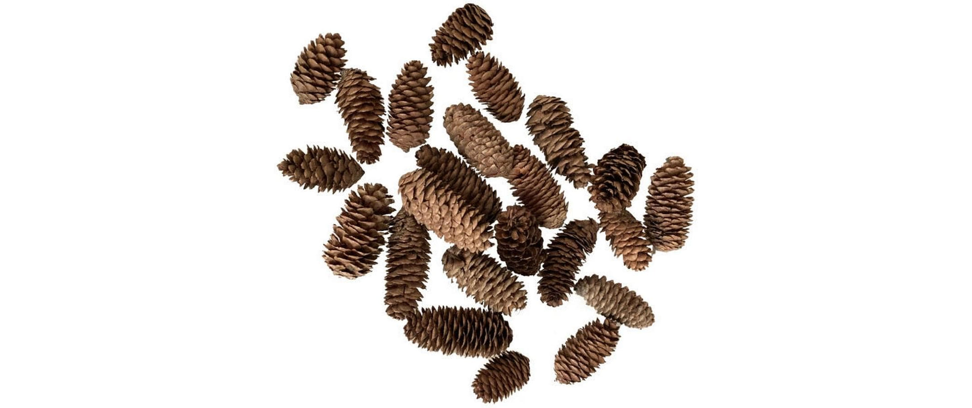 Dekomat ag Tannenzapfen – 200 g, ca. 7–10 cm – Natur, braun