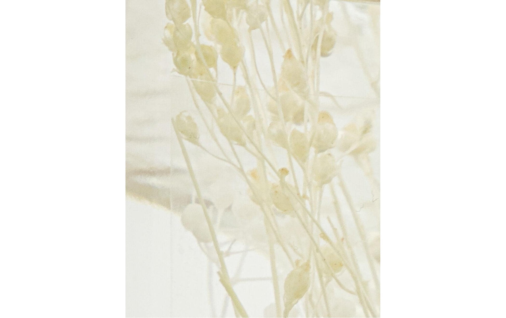 Cisco meraki Vivid Shades – Duftstäbchen, 240 ml