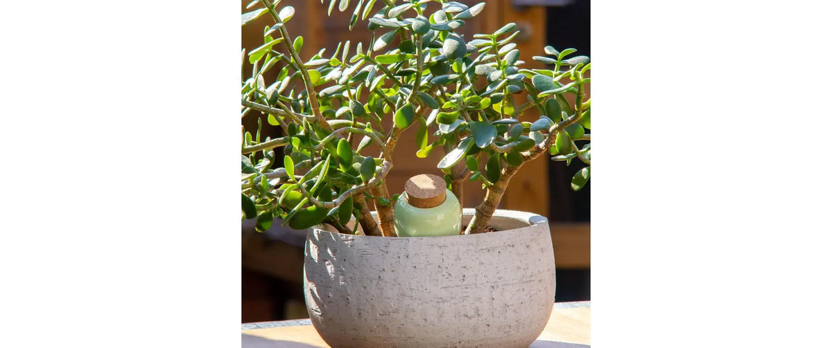 Gorilla gardening PepinOlla Topf-Bewässerungssystem – Ton – Grün/Weiss