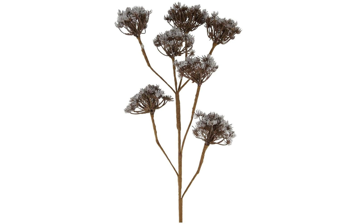 Chalet Trockenblumen Heracleum – Braun – 115 cm