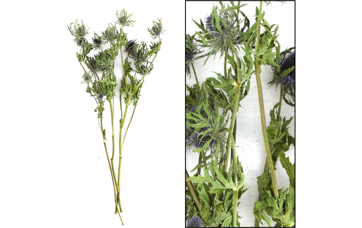 Chalet Trockenblumen Eryngium – grün – 60 cm